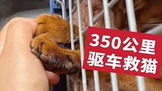 3岁小猫突然站不起来，小城医生让我们立即转院，结果…