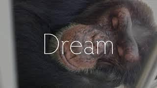 There's No place Like Home at Save the Chimps