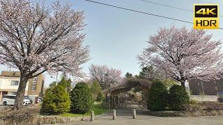 Cherry blossoms in full bloom! Tsukisamu Park walk 2024 / Sapporo Hokkaido Japan[4K HDR ASMR]