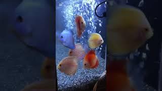 열대어 수초와 함께 키울 수 없다는 디스커스#열대어#디스커스#소이작업실 #youtube #어항#어항꾸미기 #열대어키우기 #손자사랑