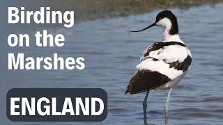 Birding on the Marshes | Virtual Birding Trip to Higham Marshes