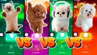 CUTE CAT BTS FAKE LOVE VS CUTE DOG ENEMY VS CUTE CAT LADY GAGA BLOODY MARY & CUTE DOG MAROON 5 SUGAR