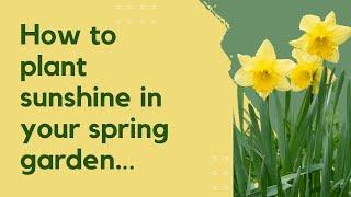 Growing Daffodils - Plant Now for Months of Beautiful Flowers in Spring