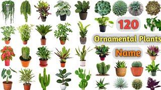 Ornamental Plants Vocabulary ll 120 Ornamental Plants Name In English With Pictures l Indoor Plants