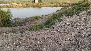 Village tour Fish Farm and Rice