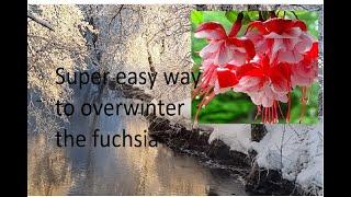 Super easy way to take care of the fuchsia plant in the winter...