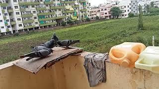 Vs Greater Sangam video fancy pigeon loft lWorld Unique Amazing pigeons video l fancy pigeon Breeds