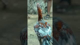 # Erode kattu tharai