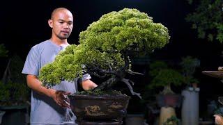 Thọ Bonsai - Số 190 ĐÃ BÁN - Duyên Tùng nhập Đài Loan   Shimpaku