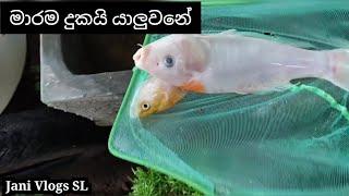 මාරම දුකයි යාලුවනේ 