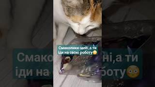 Ну і підуЩе тобі смаколиків принесу! #shorts #shortvideo #animals #cat #kitten #funnyvideo #котик