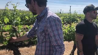 Caleb Foster, winemaker at J. Bookwalter tours Conner Lee Vineyard with team in late Spring 2020