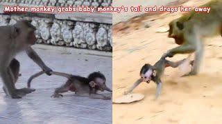 What an obnoxious mother monkey, why did mother grab the baby monkey's tail and run forward