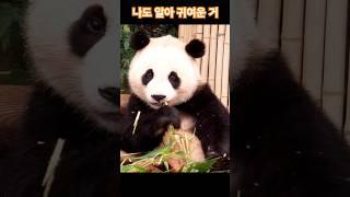 나도 알아 귀여운 거 에버랜드 판다월드 후이바오