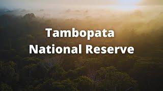 The Tambopata National Reserve  - PERU