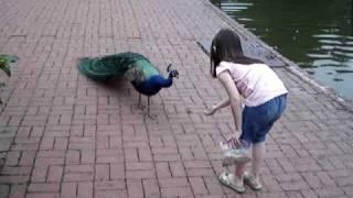 Peacock Scare