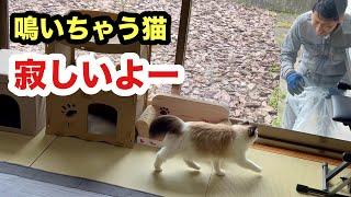 外の飼い主に鳴いて話しかけてくる猫すーちゃん