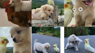 Cute Puppies playing with birds - Relaxing music | Cute Animals Gallery