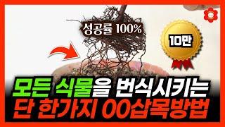 "저 믿고 삽목할 때 이걸 꼭 넣어보세요" 6년치 경험을 6분만에 드립니다🫢ㅣ삽목성공률 수직상승한 이유 [삽목의 정석, 삽수 조건, 관리방법 그리고 무료 이벤트까지] #삽목 #삽수