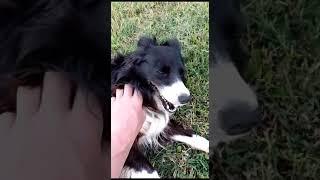 Gipsy, die Border Collie ist glücklich ️