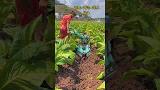 Amazing Farming Machine in Action  | JUST KD Agriculture | Part 120