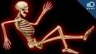 Why Do We Have An Internal Skeleton?