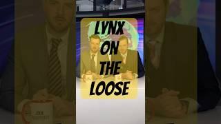 Lynx have been illegally set loose in the Highlands of Scotland #lynx #breaking news #funnyshorts