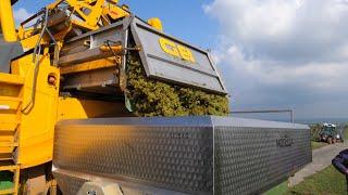 How grape is harvested ,  grape harvesting compilation , modern agriculture technology , grape farm