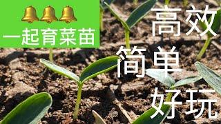 【种菜】育苗啦！简单高效育苗法 | Let's start seeds