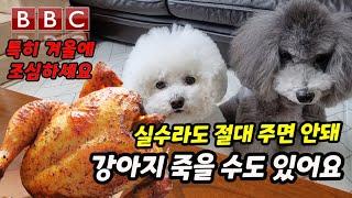 겨울철에 강아지가 먹으면 안되는 음식 4가지【feat. 강아지가 먹으면 안되는 것】