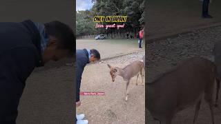 This only happens in Japan! Deer of Japan greet you by bowing down!  #shorts #japan #deer #viral