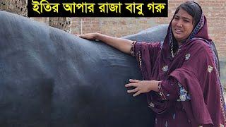 নারী উদ্যোক্তা ইতি আপার বড় গরু রাজাবাবু ওজন ও দাম সহ বিস্তারিত জানুন Eity big cow raja babu