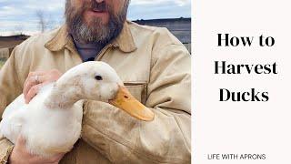 How to Harvest Ducks