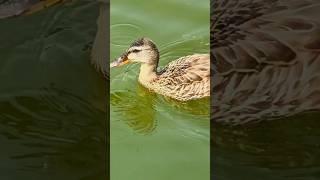 What beautiful duckling swimming 多漂亮的雌性小野鸭大雁游泳So Cute卡尔加里高尔夫球场 #mallard  #wildanimals #shorts