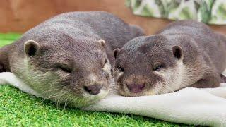 After daughter otter married(Independence), the story of her parents otter.