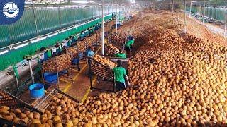 Harvesting Millions Of Tons Of COCONUTS To Produce Coconut Oil, Coir, Peat Blocks, Charcoal