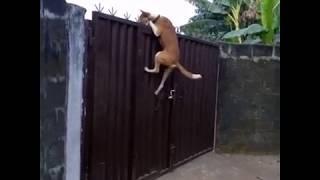 Jumping Animals Compilation