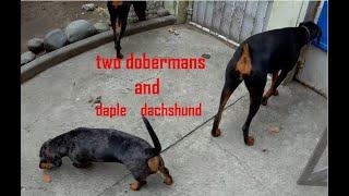 FIL-AM LIFE COMPILATION VIDEO OF OUR WIENER DOG/DACHSHUND AND DOBERMAN PINSCHER