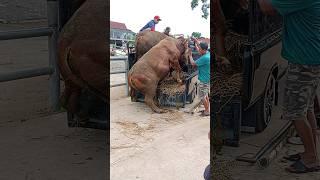 Menurunkan Sapi Super Di Pasar Sapi #short #sapi #cow