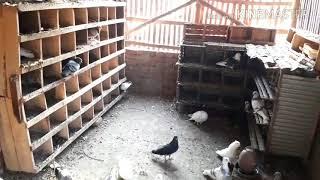 New pigeon farm / BD Life Trailer