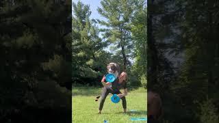 butterfly Catch to Stall #frisbeedog #discdog #bordercollie #flyingdisc #freestyle