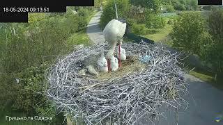 СНІДАНОК ЛЕЛЕЧЕНЯТ. ЛЕЛЕКА БІЛИЙ. ПИРЯТИНСЬКИЙ. УКРАЇНА 18-5-24-WHITE STORK. PYRYATINSKY. UKRAINE