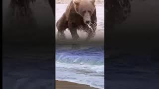 ASTAGA ! Sedang bermain di pantai tiba-tiba di datangi beruang #animals #shorts