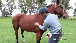 Caballo colorado de trabajo de Libres $650.000 LOSEQUINOS.COM