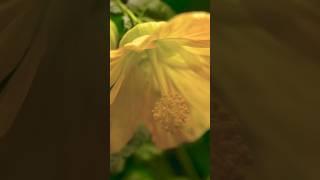 Yellow flower opening timelapse