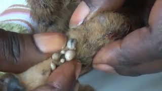 squeezing worms maggot removal from dog