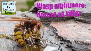 Wasps nightmare: Hornet as killer. Wespen-Albtraum: Hornisse als Killer