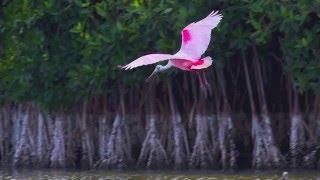 The Roseate Spoonbills of Florida Bay