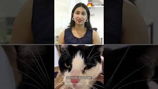 #WATCH| This Cat Was Abandoned For Being "Too Affectionate" | English News | Jagran English