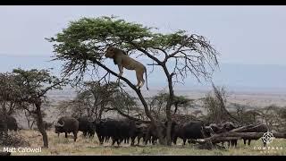 Lion Chased Up Tree by Buffalo Herd Fights Back